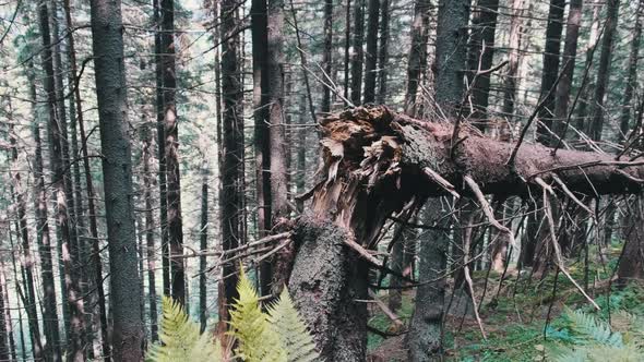 Fallen and Broken By Strong Wind Tall Tree in a Mountain Dense Coniferous Forest.