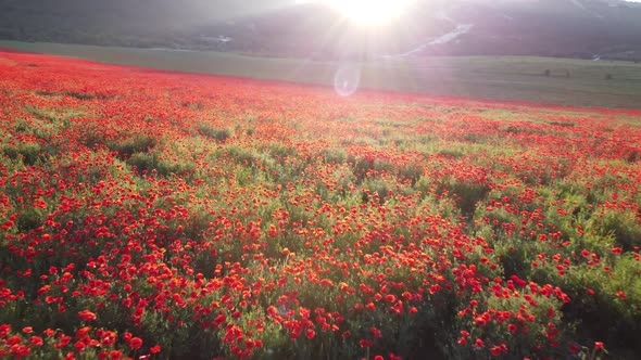 Drone Flying Over a Poppy Field