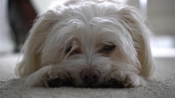 Cute adorable small little white crème dog falling asleep on carpet ground Yorkshire Maltese mix - M