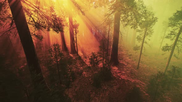 Morning Fog in the Giant Sequoias Forest