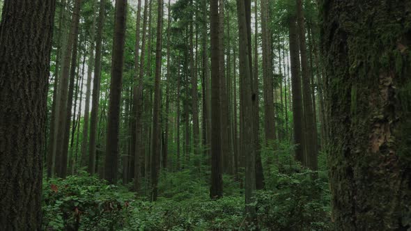 Vancouver British Columbia forest (Pacific Spirit Region)