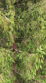 Aerial View of Trees in the Forest