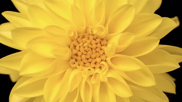 Time Lapse of Blooming Yellow Dahlia