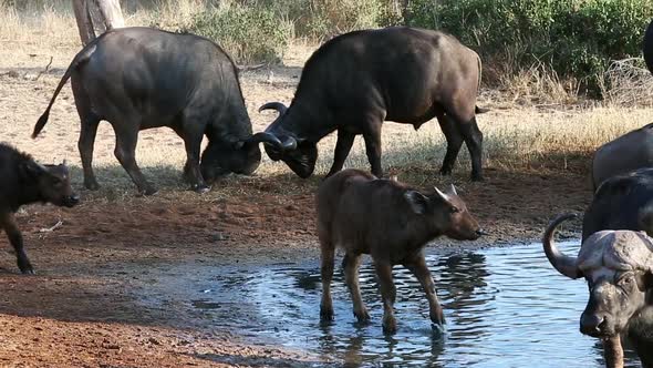 Two Competing Male African Buffalo Lock Horns in Sparring Session for Dominance at the Watering Hole