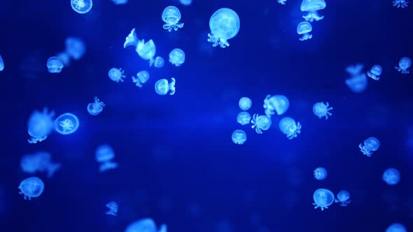 Beautiful Jellyfish in the Neon Light in Aquarium Nature Background