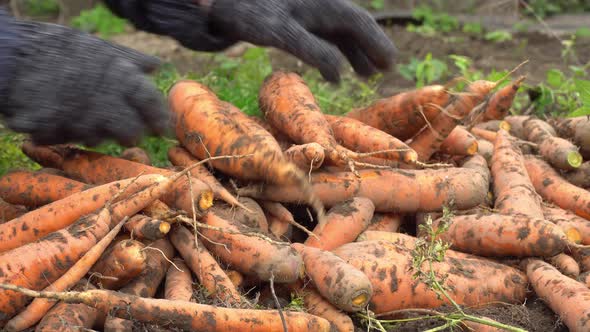 Hand in Gloves Piles Carrots in a Heap Harvesting Carrots Vegetable Carrot From Ground