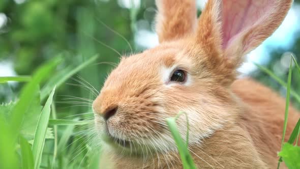 Portrait of a Funny Red Rabbit on a Green Natural Background in the Garden with Big Ears and