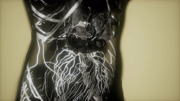 Inspection of Blood in the Blood Vessels of the Circulatory System alt