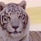 Close Up Of A White Tiger Resting Near A Tree And A Little Lake - VideoHive Item for Sale