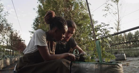 Diverse Farmers Inspecting Sprouts in Bag