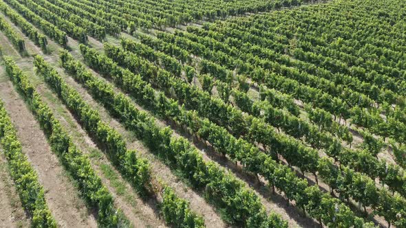 Large vineyards. Aerial view of grape growing in the valleys of agriculture and winemaking