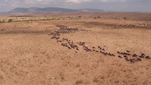 Aerial of gnus in the savannah