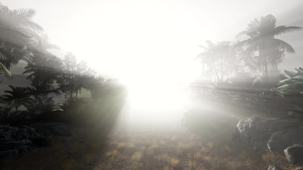 Sunset Beams Through Palm Trees alt