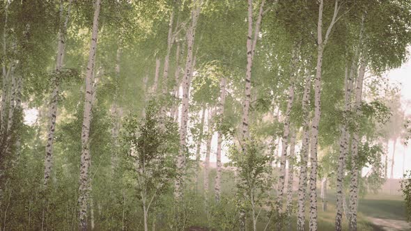 Summery Birch Grove During a Foggy Sunrise