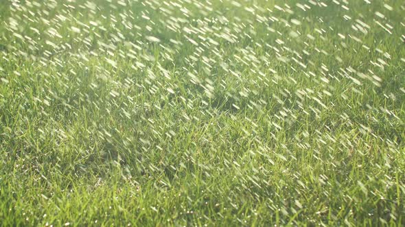 Shot of a Green Bright Grass Being Sprayed with Water in Lawn on a Sunny Day. Drops of Water Are