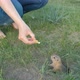 Earth Squirrel Eats From the Hands of a Tourist - VideoHive Item for Sale