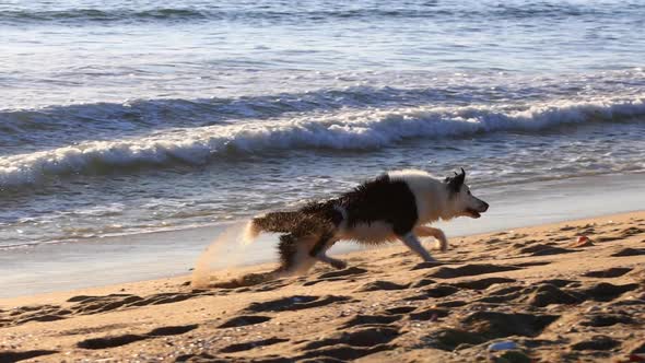 Man playing fetch with his dog on the beach at sunset.