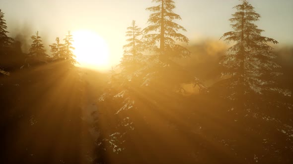 Pine Forest on Sunrise with Warm Sunbeams