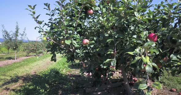 Ascending aerial with close up shot of ripe apples on tree in an orchard on a beautiful sunny day.