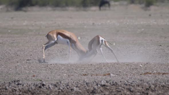 Springbok locking horns in a fight 