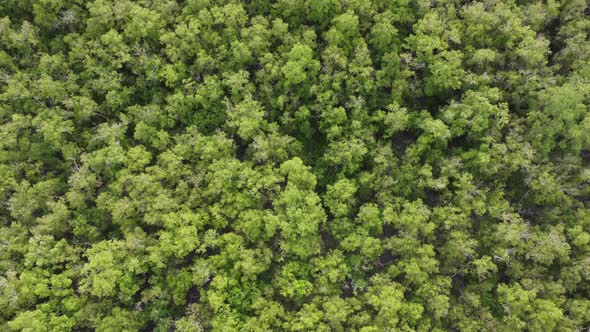 Aerial top own view green scenery mangrove