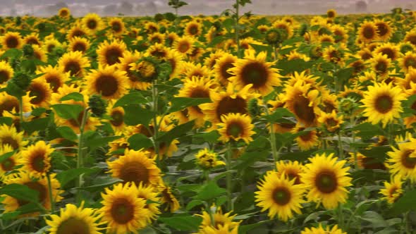 Closeup Video of Sunflowers