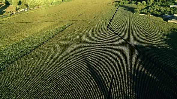 60 fps (slow could be slow motion) aerial view of a cornfield in Chile summer time, close to one of