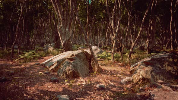 Roots of a Tree in a Misty Forest