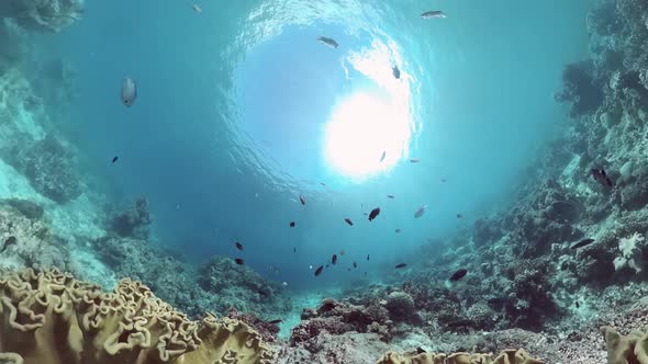 The Underwater World of a Coral Reef