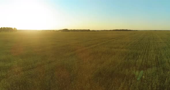 Low Altitude Flight Above Rural Summer Field with Endless Yellow Landscape at Summer Sunny Evening