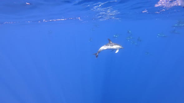 Diving with wild common dolphins in their natural habitat (Madeira, Portugal)