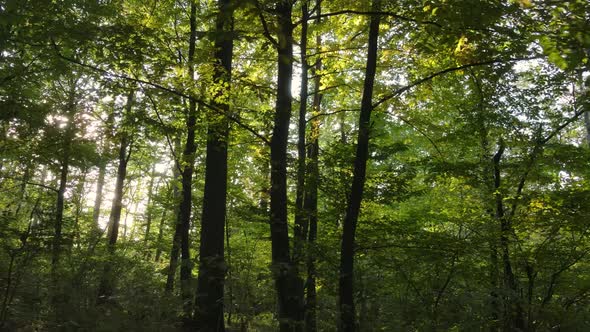 Autumn Forest with Trees By Day