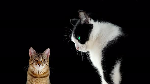 Two Cats on a Black Background