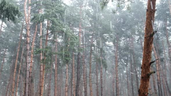 Gloomy Pine Forest During Heavy Rain Trunks and Crown Trees Through Raindrops