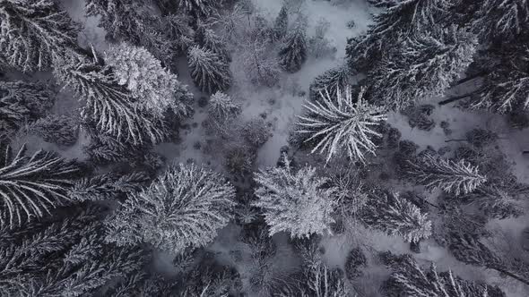Aerial winter footage. Flying over frozen forest in snowy day.