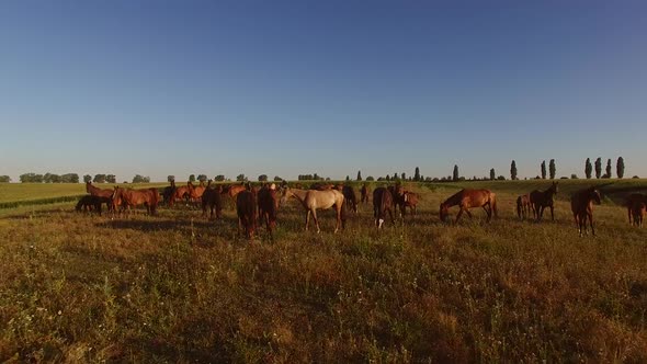 Horse Herd on the Meadow.