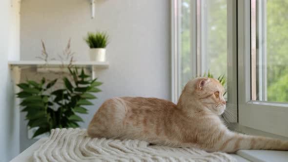 Red Ginger Tabby Scottish Fold Cat is Sitting Next to the Window and Looking Outside