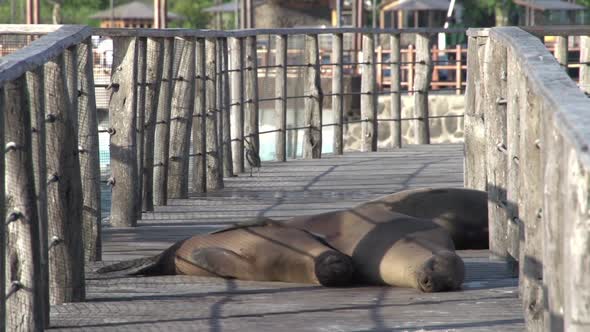 Seals sleeping at the pier in San Cristobal 