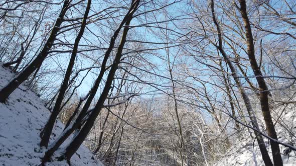 Winter Forest