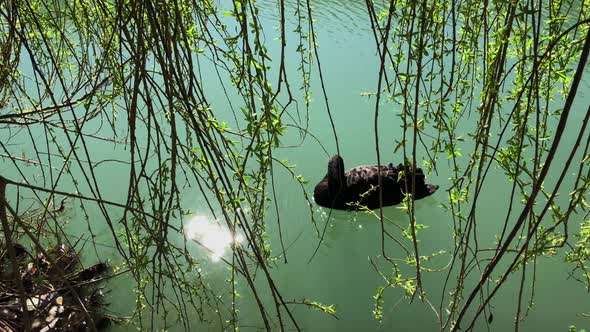 the Black Swan Is in the River Near the Solar Reflection, He Enjoys a Sunny Day