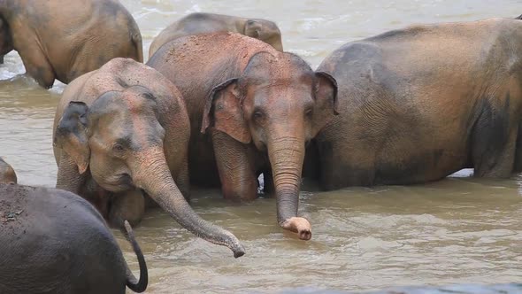 Telephoto of group of elephants bathing in a river