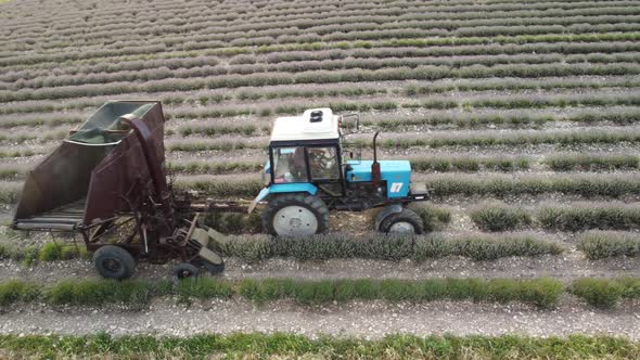 Aerial Drone View of a Tractor Harvesting Flowers in a Lavender Field