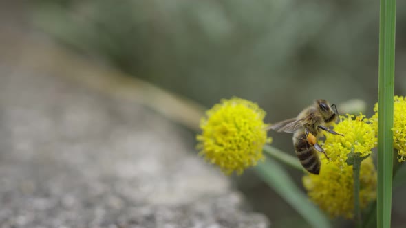 Pollen collection by honey bee