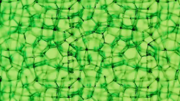 Generic green plant cells under a microscope. Seamless looping animation.