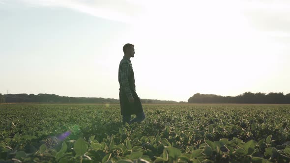 The farmer walks through the soybean field, checks his harvest.