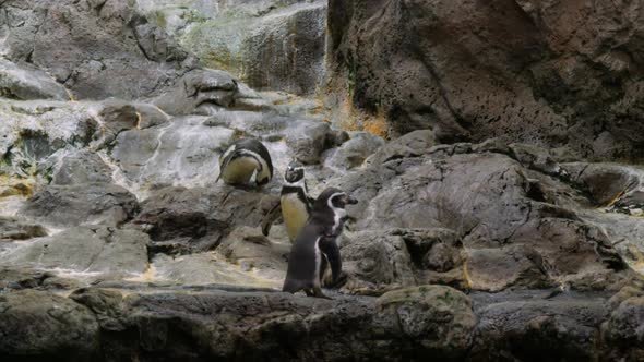 Humboldt penguins walking and jumping on the rocks