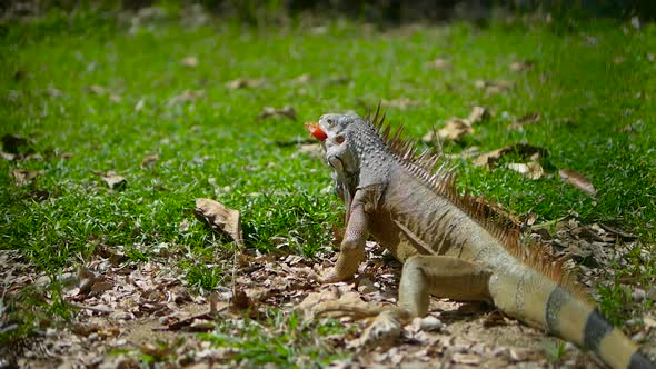 Iguana, Marine Iguana Of The Galapagos Islands, Large Iguana