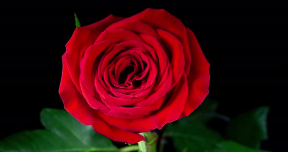 Timelapse of Red Rose Opening Blossom