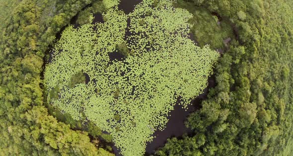 Giant Lilies from Above