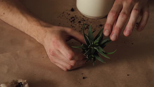 Gardeners Hand Transplanting Succulent in Pot on Table